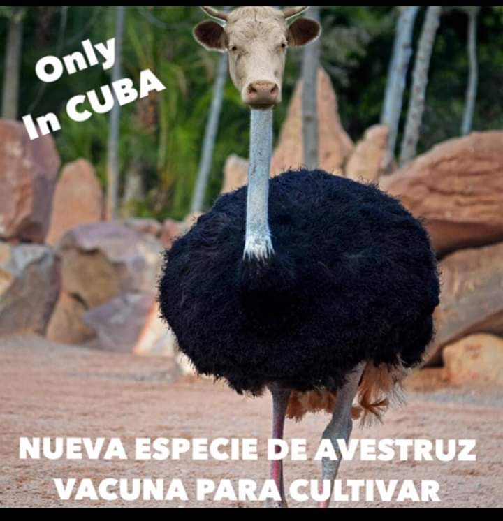 10 mejores memes sobre la “carne de avestruz” en Cuba