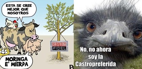 10 mejores memes sobre la “carne de avestruz” en Cuba